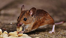 24 Hour & Emergency Exterminators in Patrick, SC